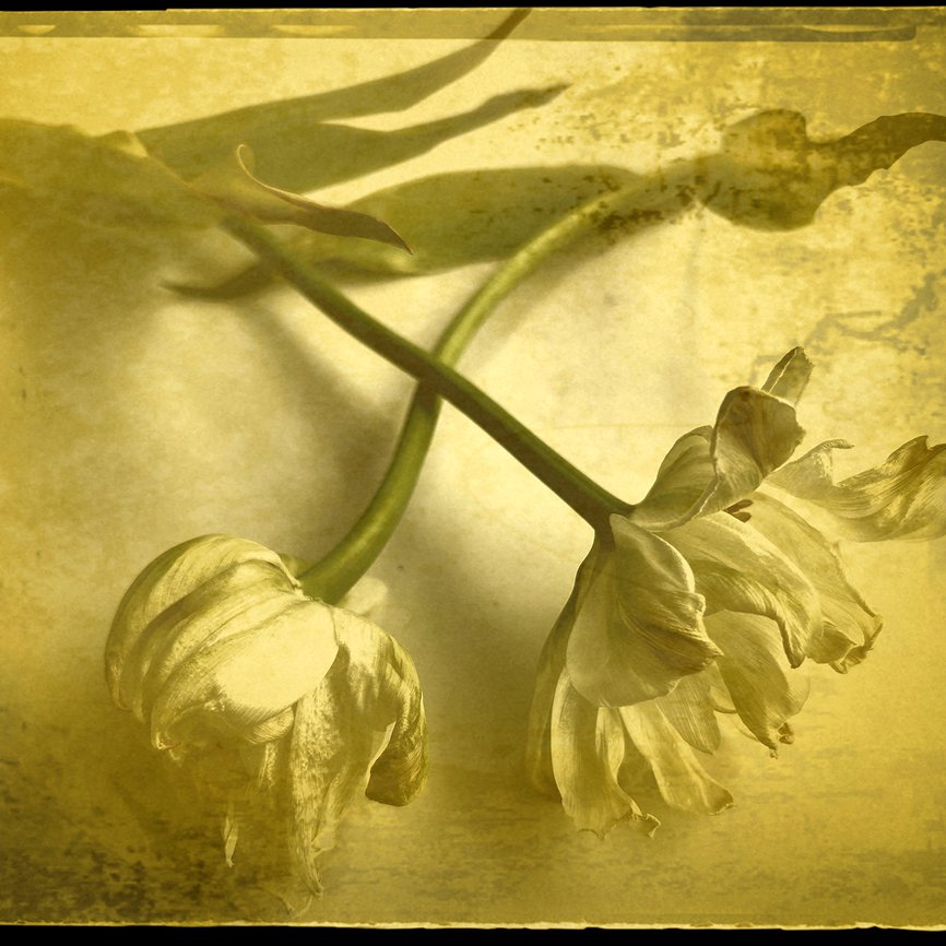 Sue Ann art